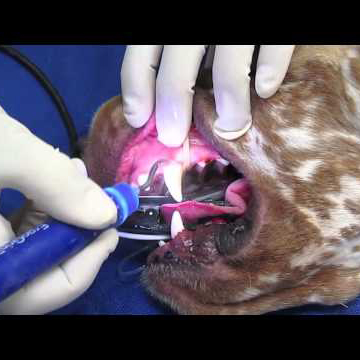 Чистка зубов собаке ультразвуком- важная составляющая ухода за домашними животными
