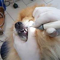 Чистка зубов собаке ультразвуком - важная для здоровья собаки процедура ухода в салоне