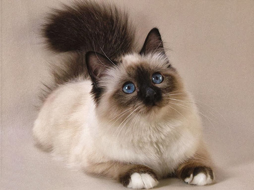 Стрижка персидских кошек подразумевает знания экстерьера породы