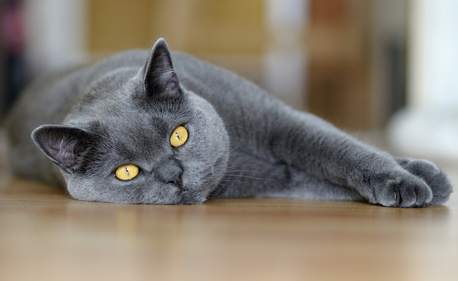 Стрижку британских кошек и котов лучше доверить профессиональным грумерам