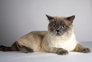 Груминг британских кошек включает обячные процедуры ухода за шерстью, когтями, ушами, глазами и зубами