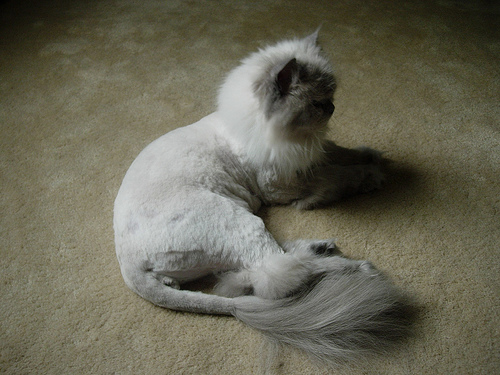 Стрижка персидских кошек подо льва - актуальная стрижка, подчеркивающая достоинства породы