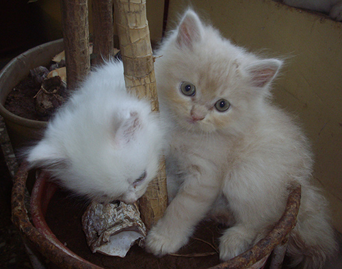 Стрижка персидских кошек: нужно приучать котенка к уходу
