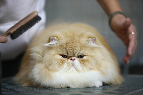 Груминг персидских кошек - это комплекс услуг, и, прежде всего, уход за шерстью